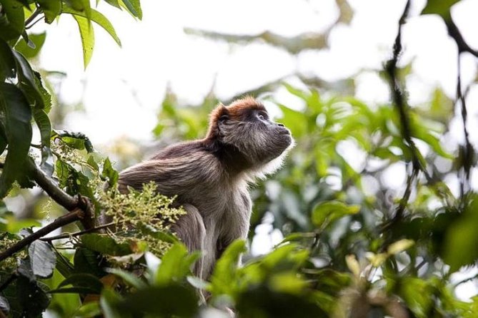 8-Day Murchison Falls, Chimp and Epic Gorilla Trekking Safari - Key points to know before you book