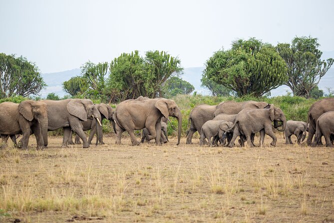 8-Day Private Uganda Big 5 Luxury Safari with Gorillas and Chimps - Day 2: Northern-sector game drive and Nile launch cruise