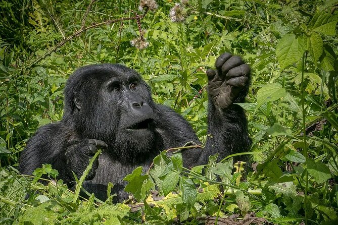 8-Day Private Uganda Big 5 Luxury Safari with Gorillas and Chimps - Day 6: Ishasha and the road to Bwindi