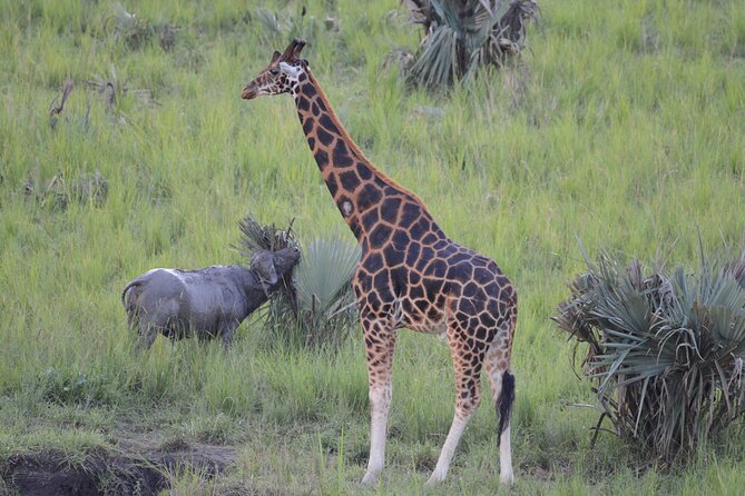 8-Day Private Uganda Big 5 Luxury Safari with Gorillas and Chimps - Day 7: The demanding reward of gorilla tracking