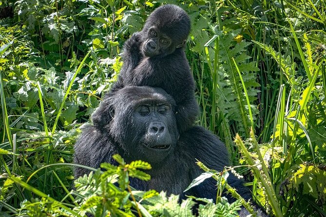 8-Day Private Uganda Big 5 Luxury Safari with Gorillas and Chimps - Day 1: Kampala to Murchison Falls and the top of the cascade