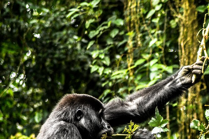 8 Days Gorillas, Primates & Wildlife Safari Uganda Safari - Day 1: Tea country and the road to Kibale