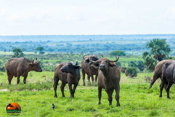 8 Days Gorillas, Primates & Wildlife Safari Uganda Safari - Day 4: Queen Elizabeth game drive and Kazinga Channel