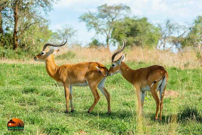 8 Days Gorillas, Primates & Wildlife Safari Uganda Safari - Day 7: Lake Mburo and a different kind of safari