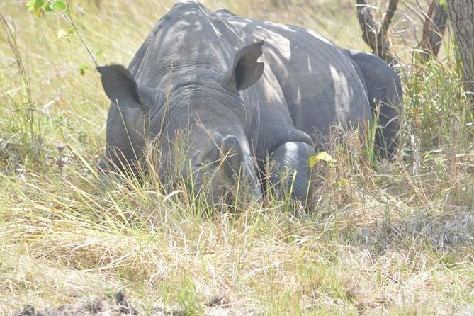 8 days Murchison Falls, Chimpanzee & Gorilla Trekking Safari - Key Things to Know Before You Book