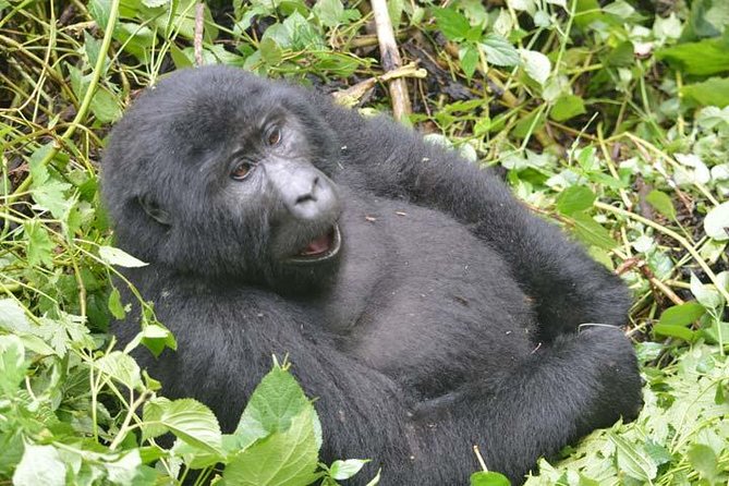 8 days Murchison Falls, Chimpanzee & Gorilla Trekking Safari - Day 1: White Rhinos at Ziwa Sanctuary
