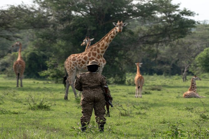8 Days Uganda Primates Safari - Day 2: Tea plantations and the Kings Palace