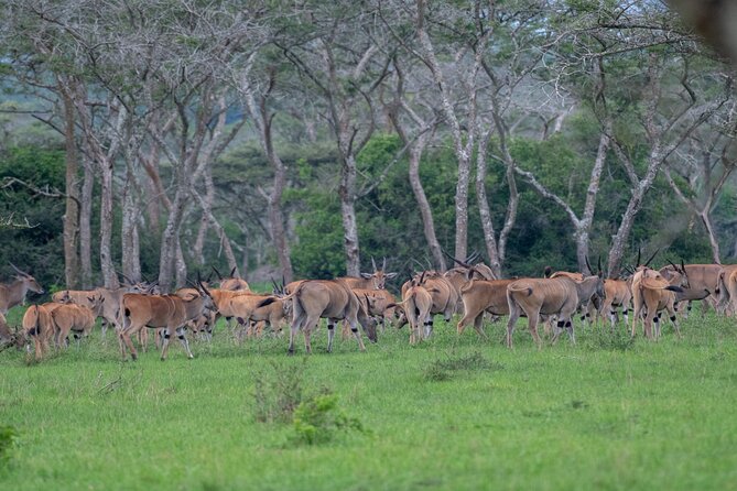 8 Days Uganda Primates Safari - Day 4: Queen Elizabeth and the Kazinga Channel
