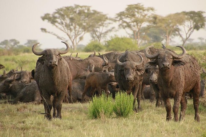 8 Days Uganda Primates Safari - Day 7: Igongo Cultural Center and Lake Mburo