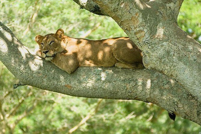 9 Best of Uganda gorilla and wildlife safari - Key points at a glance