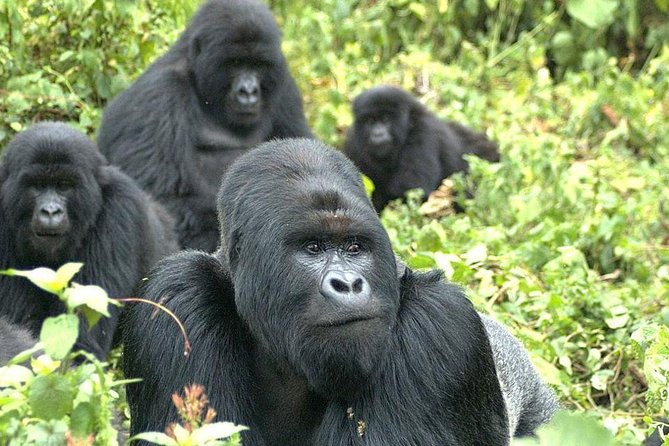 9 Best of Uganda gorilla and wildlife safari - Day 1: A simple arrival in Kampala