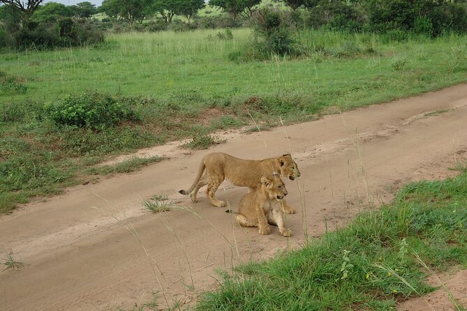 9 day Gorilla Trekking, Chimpanzee & Wilderness Safari (mid-range) - Day 1: Rhinos on foot, then the Nile at Murchison Falls