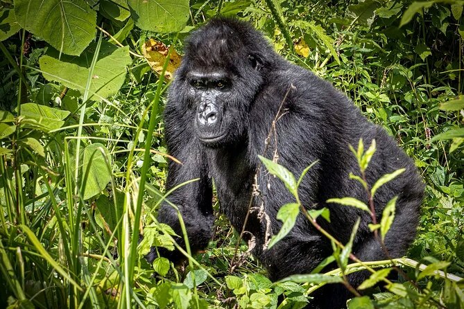 9-Day Private Uganda Wildlife Safari - Why this Uganda safari is worth considering