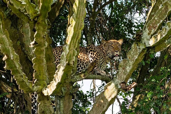 9-Day Private Uganda Wildlife Safari - Day 3: The long road to Kibale Forest