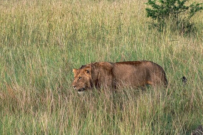 9-Day Private Uganda Wildlife Safari - Day 4: Chimpanzee tracking in Kibale