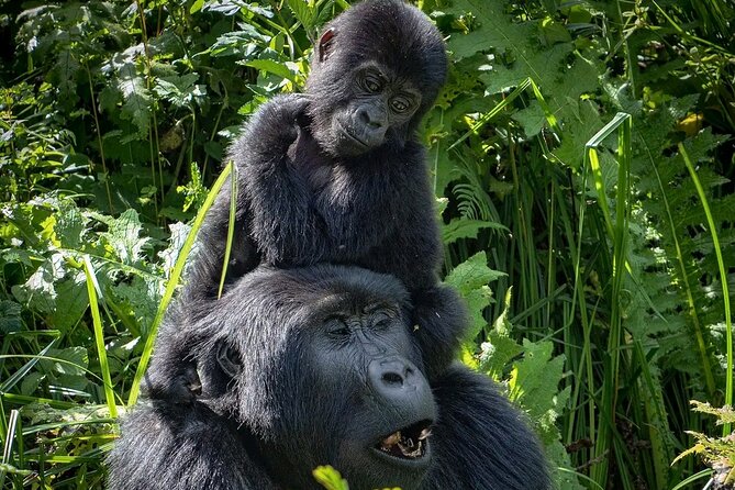 9-Day Private Uganda Wildlife Safari - Day 6: Sunrise wildlife and crater lakes