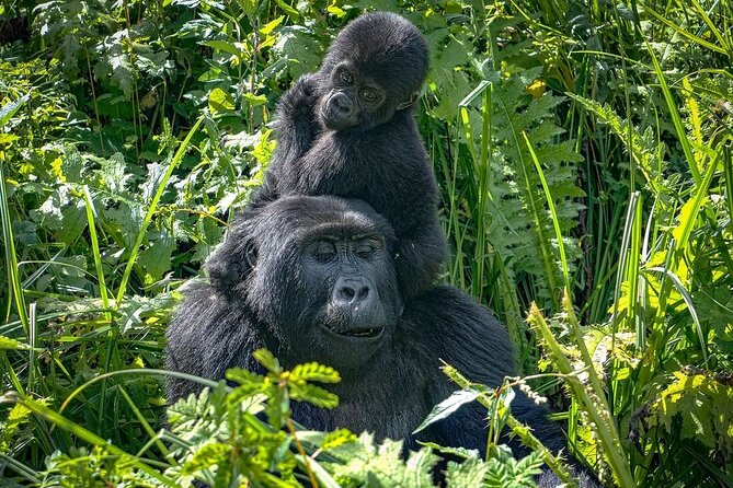 9-Day Private Uganda Wildlife Safari - Day 1: Flying toward Murchison Falls