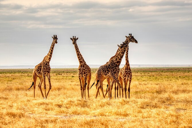 9 Days Uganda Wildlife Safaris, Gorilla Trekking & Hiking - Day 4: A long transfer to Kibale Forest
