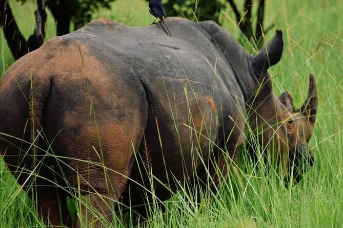 A Thrilling 1-Day Rhino Tracking Tour in Uganda - Why Ziwa Rhino Sanctuary matters