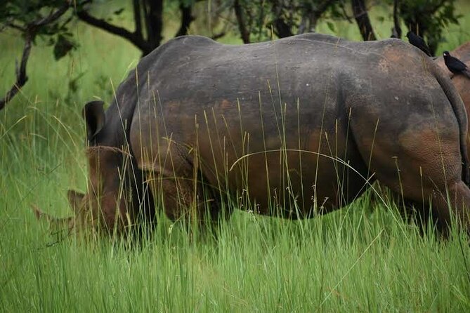 A Thrilling 1-Day Rhino Tracking Tour in Uganda - Seeing the rhinos safely