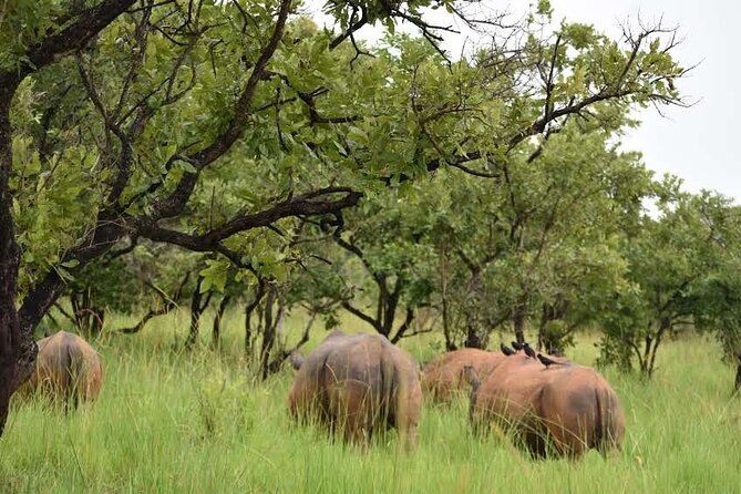 A Thrilling 1-Day Rhino Tracking Tour in Uganda - Lunch in a quiet setting