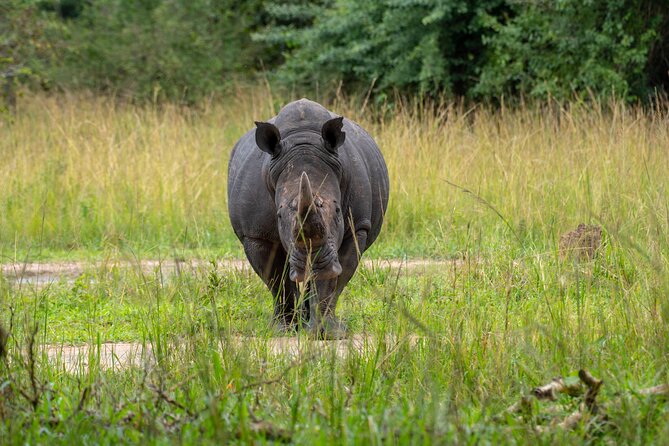 A Thrilling 1-Day Rhino Tracking Tour in Uganda - Who will enjoy this day most