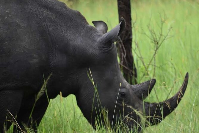 A Thrilling 1-Day Rhino Tracking Tour in Uganda - Tracking rhinos on foot