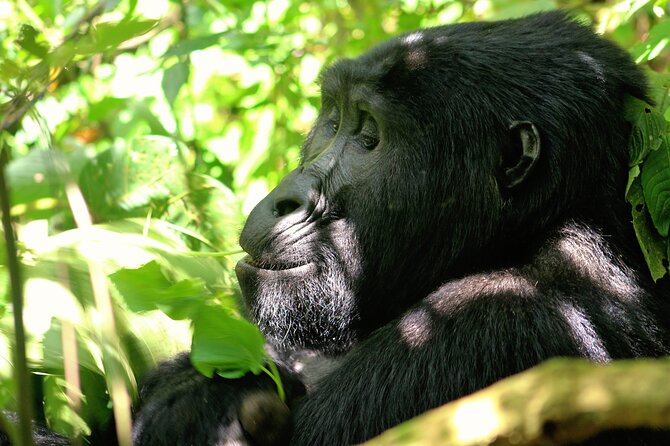Bwindi Gorilla Safari - 3 Days - Why this short Bwindi safari is appealing