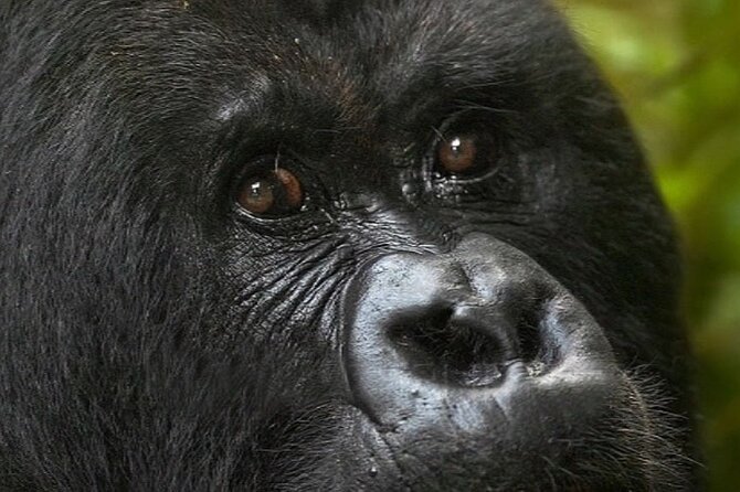 Bwindi Gorilla Safari - 3 Days - The guides and the feel of the service