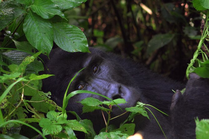 Bwindi Gorilla Safari - 3 Days - Day 3: The long return to Kampala or Entebbe