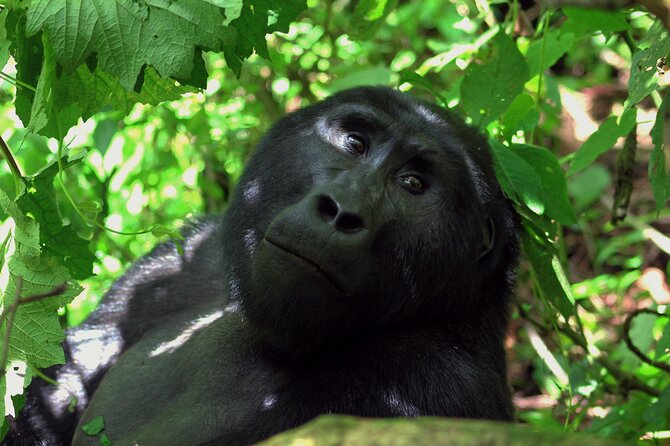 Bwindi Gorilla Safari - 3 Days - What the $2,015 price includes