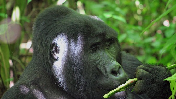 Bwindi Gorilla Safari - 3 Days - Day 2: Finding a gorilla family in Bwindi