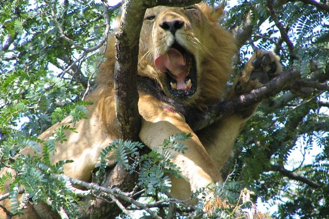 Bwindi impenetrable Kenya Tanzania Gorilla Safari 14 days 13 nights - Day 6: Back to Entebbe, then onward to Nairobi