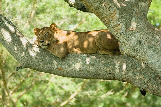 Bwindi impenetrable Kenya Tanzania Gorilla Safari 14 days 13 nights - Days 8 to 10: Three looks at the Maasai Mara