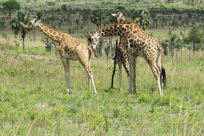 Bwindi impenetrable Kenya Tanzania Gorilla Safari 14 days 13 nights - Days 1 and 2: Entebbe to Kibale
