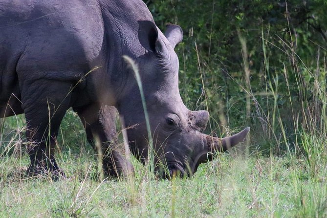 Day Tour Of Ziwa Rhino Sanctuary and Wildlife Ranch - ZIWA RHINO TREKKING - Key things to know before you book