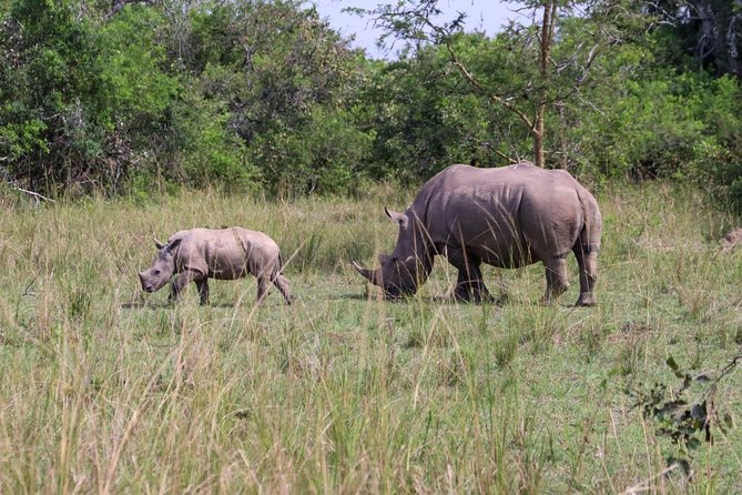 Day Tour Of Ziwa Rhino Sanctuary and Wildlife Ranch - ZIWA RHINO TREKKING - Entering white rhino territory with a ranger