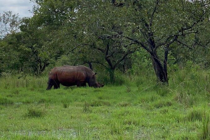 Day Tour Of Ziwa Rhino Sanctuary and Wildlife Ranch - ZIWA RHINO TREKKING - Wildlife beyond the rhinos