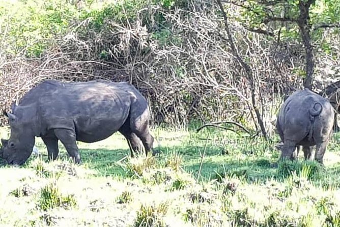 Day Tour Of Ziwa Rhino Sanctuary and Wildlife Ranch - ZIWA RHINO TREKKING - What the four-hour sanctuary visit feels like