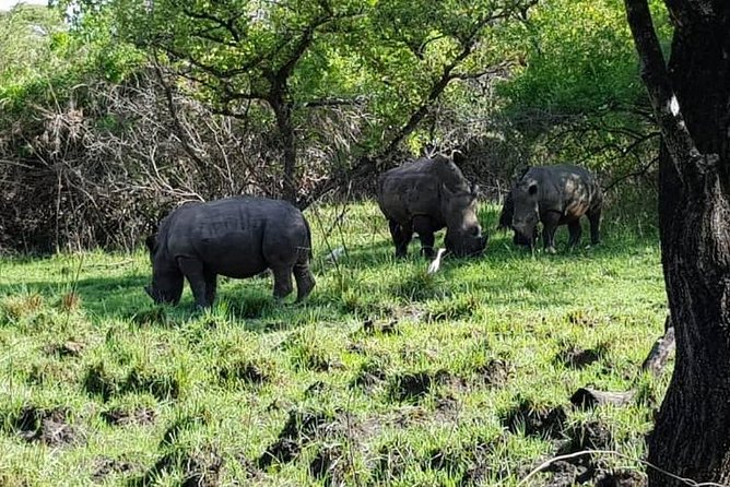Day Tour Of Ziwa Rhino Sanctuary and Wildlife Ranch - ZIWA RHINO TREKKING - Lunch, WiFi, and the value of the $300 price