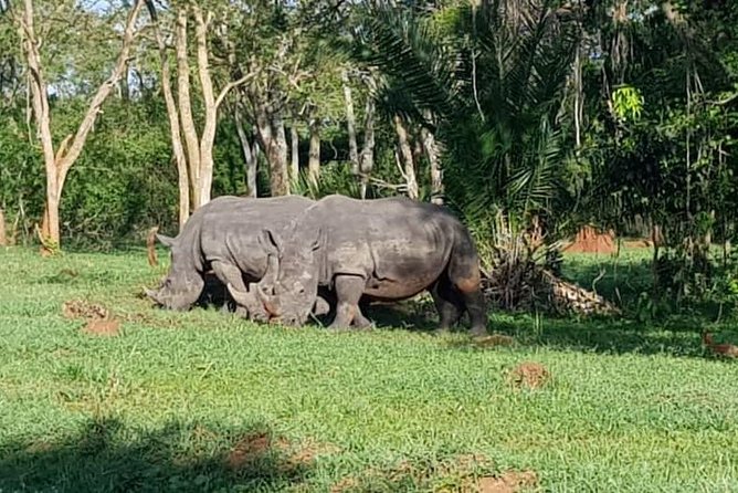 Day Tour Of Ziwa Rhino Sanctuary and Wildlife Ranch - ZIWA RHINO TREKKING - The conservation side of the visit