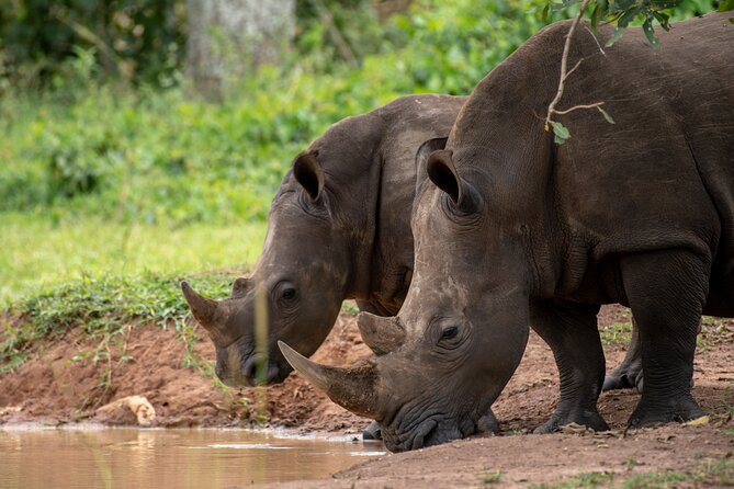 Day Tour Of Ziwa Rhino Sanctuary and Wildlife Ranch - ZIWA RHINO TREKKING - Leaving Kampala for the sanctuary