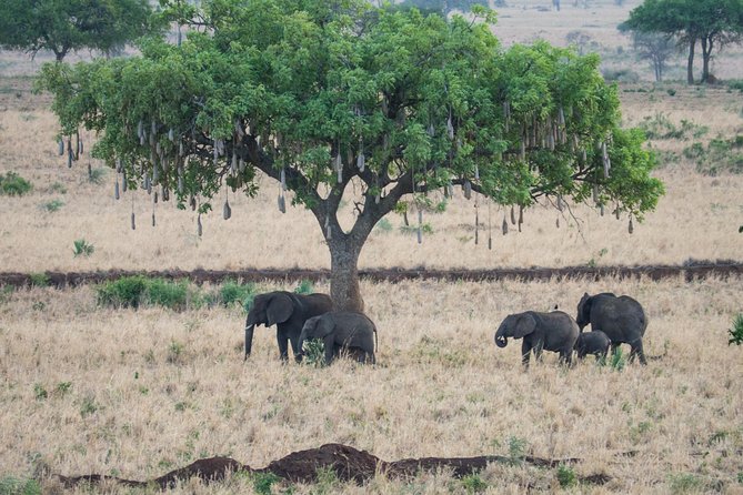 Eight days cultural and wildlife tour in Uganda - Sipi Falls brings cooler air and walking