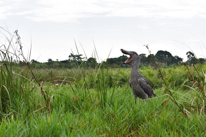 Entebbe Eco Tour - Full Day - Why This Entebbe Day Tour Works