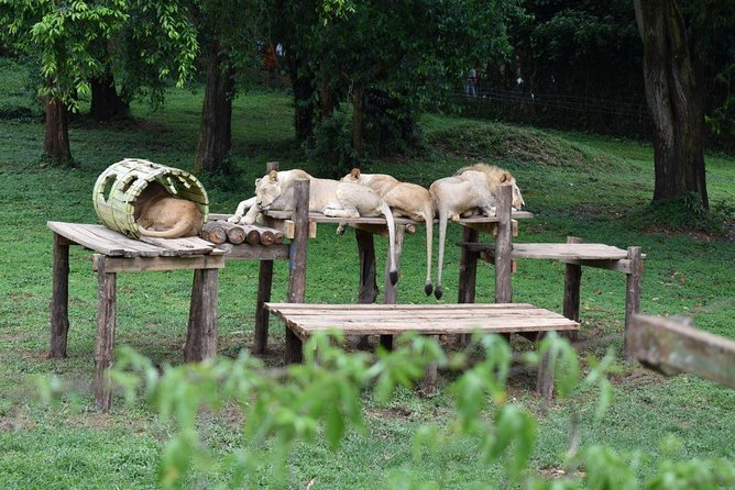 Entebbe Eco Tour - Full Day - Uganda Wildlife Conservation Education Centre: Two Hours With Rescued Animals