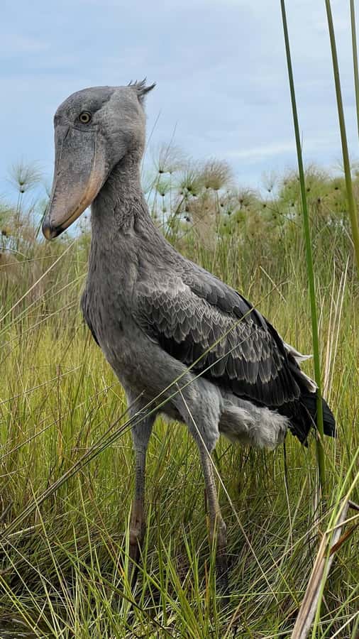 Entebbe: Mabamba Swamp Shoebill Tracking Boat Tour - Key points to know before booking