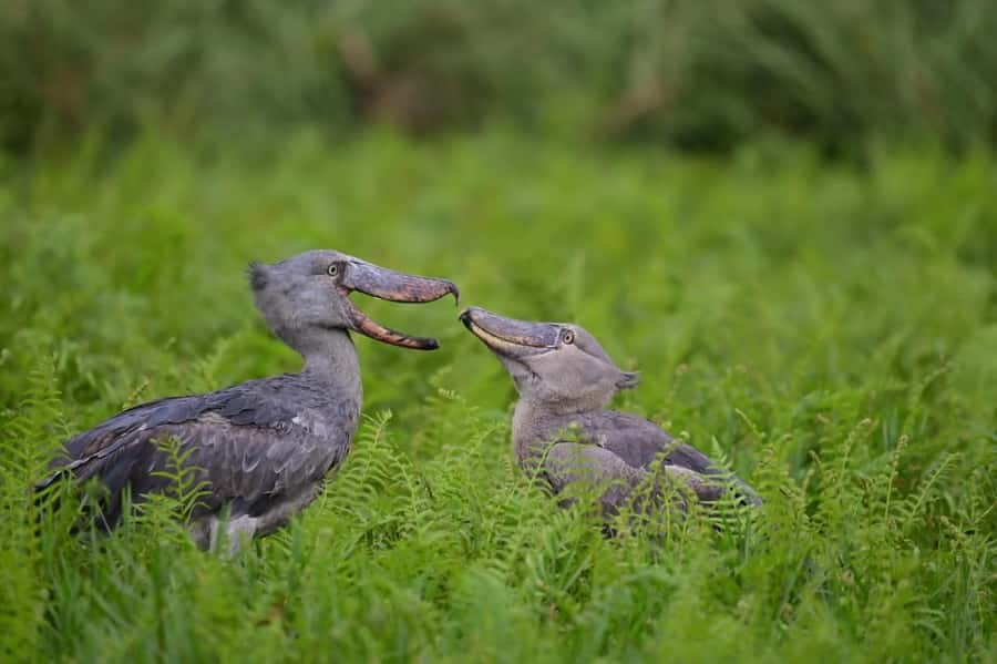 Entebbe: Mabamba Swamp Shoebill Tracking Boat Tour - Why Mabamba Swamp is worth your morning