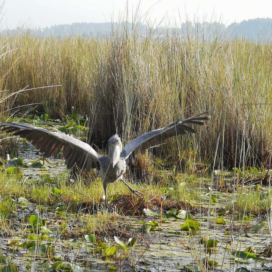 Entebbe: Mabamba Swamp Shoebill Tracking Boat Tour - Entering the papyrus channels