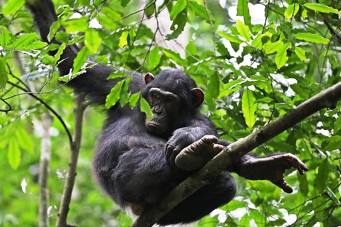 Experience Chimpanzee Trekking in Budongo Forest - Key points about the Budongo Forest trek