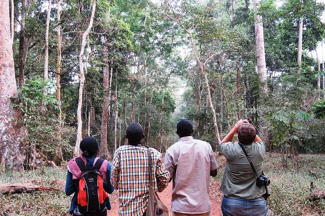 Experience Chimpanzee Trekking in Budongo Forest - Why Budongo Forest is a good place for chimpanzee tracking